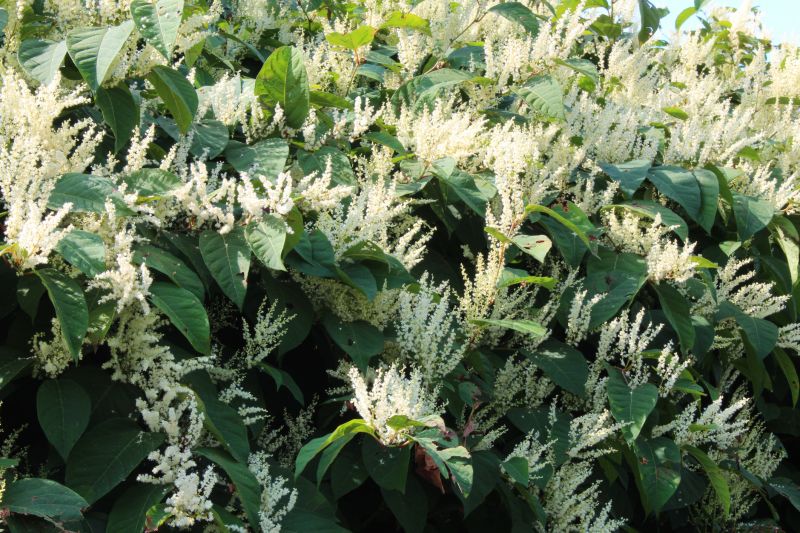 Knotweed in Full Bloom